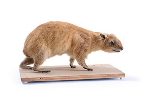 Image description is not available for 2010.2.4